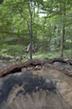 Click to see it big Ich mit Kettensäge, Impression aus dem Wald